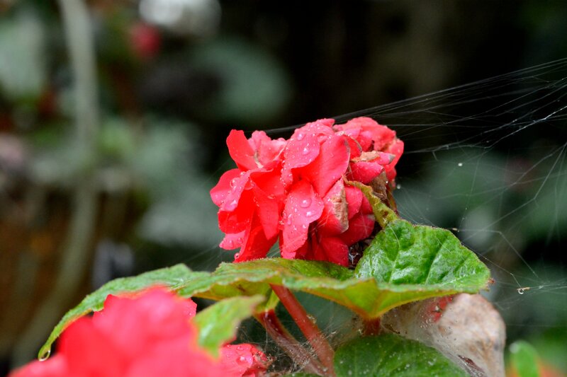 Red Flower with Spiderweb