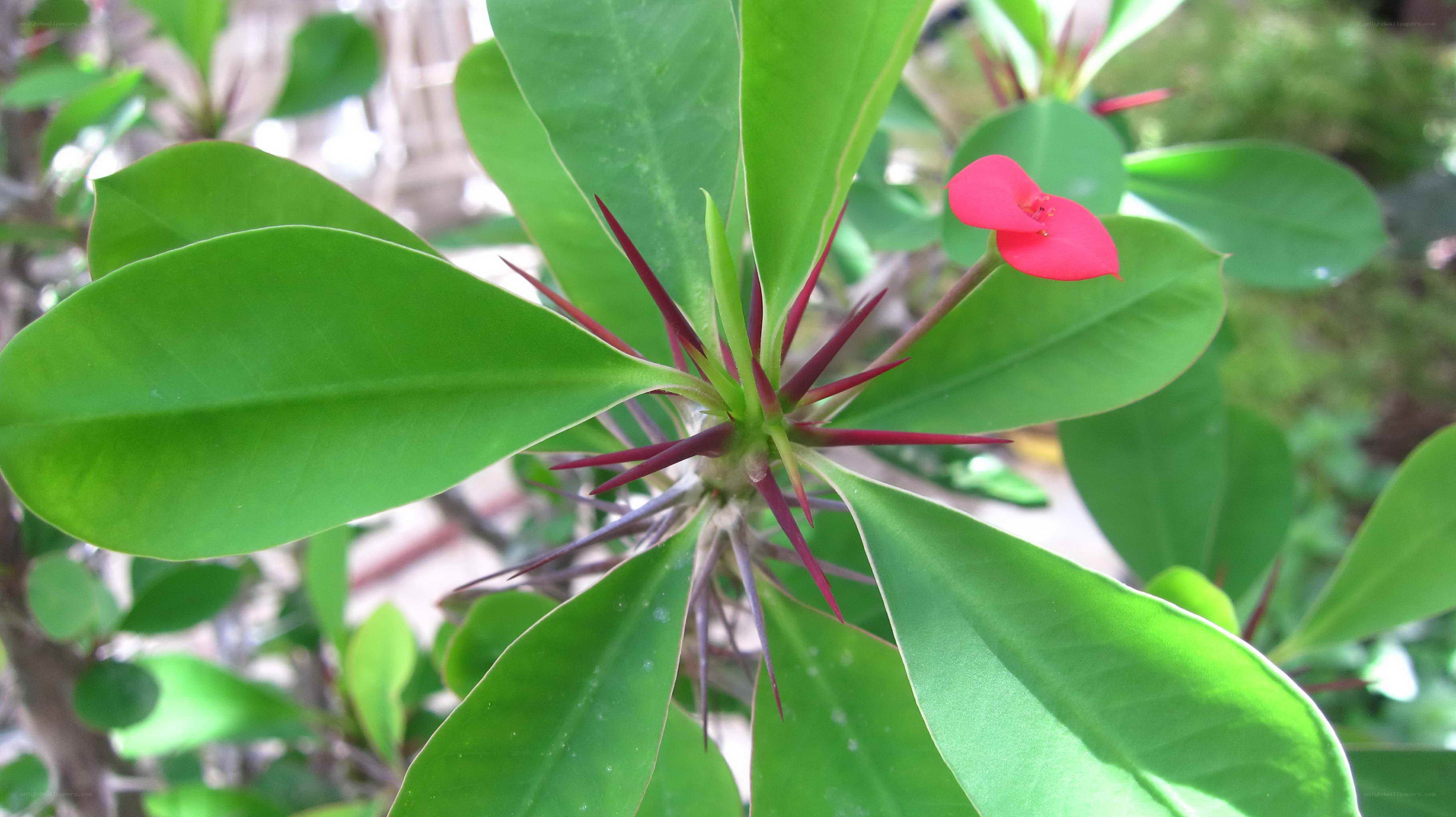 red flower with spiky center