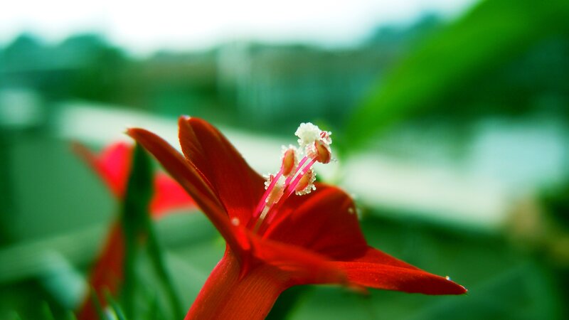 Red Flower with Stamen