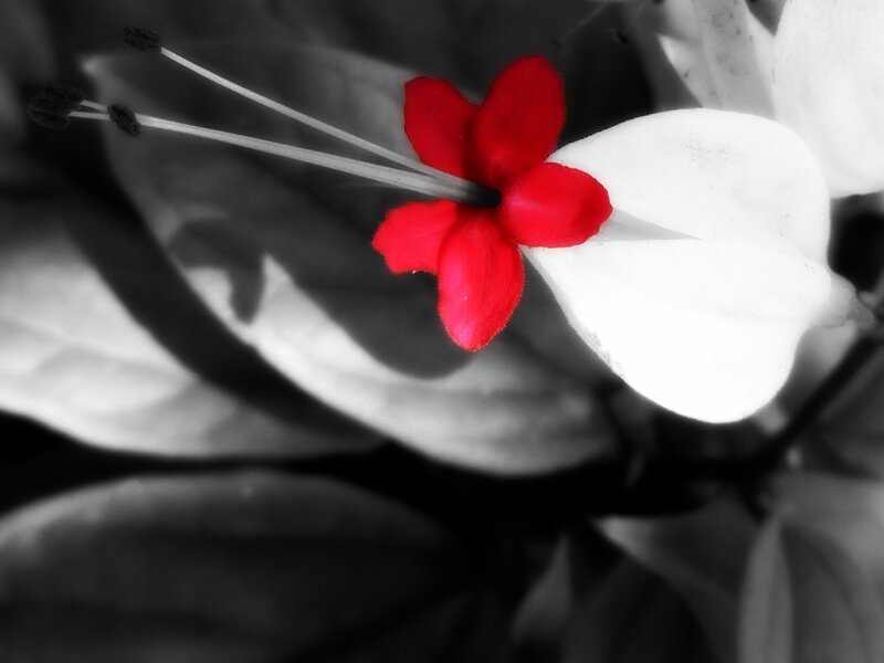 Red Flower with Stamens — Dramatic