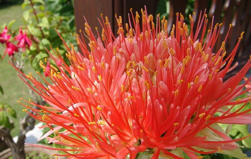 Red Flower with Stamens — Natural, Afternoon
