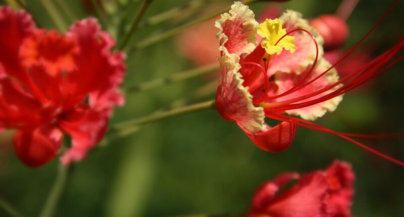 Red Flower with Stamens — Natural
