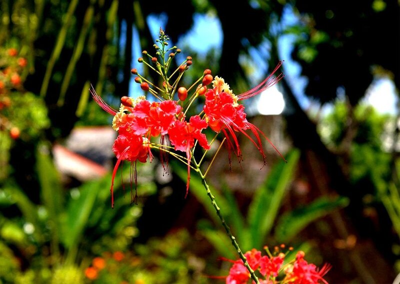 Red Flower with Stamens
