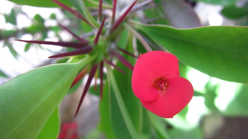 Red Flower with Thorns