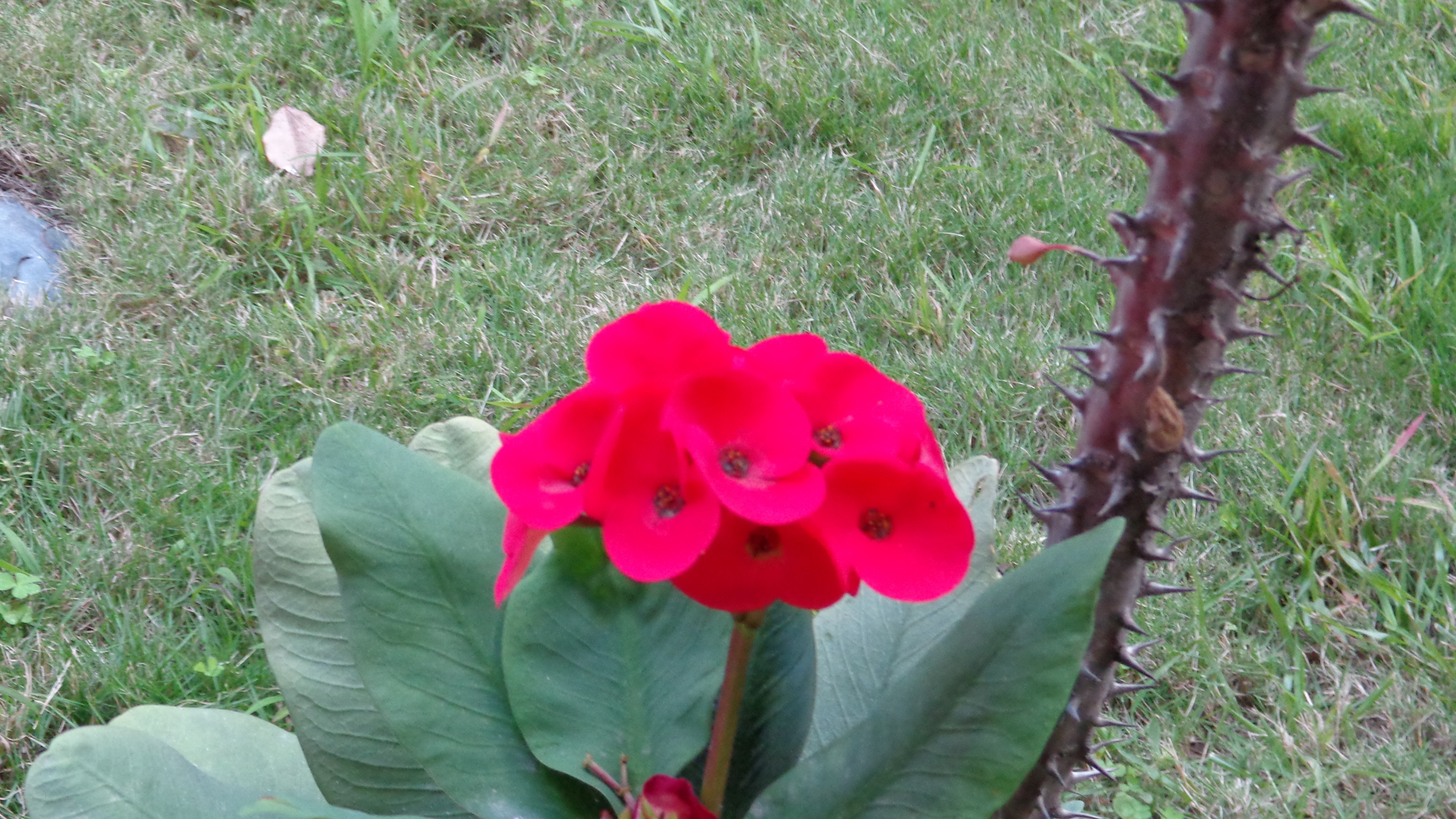 Red flower with thorny stem