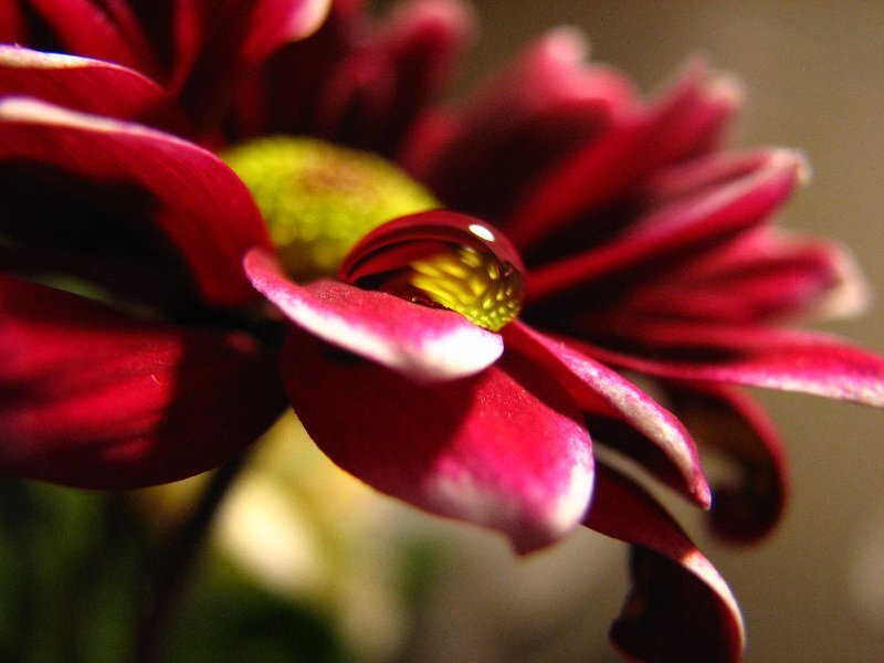 Red flower with water droplet
