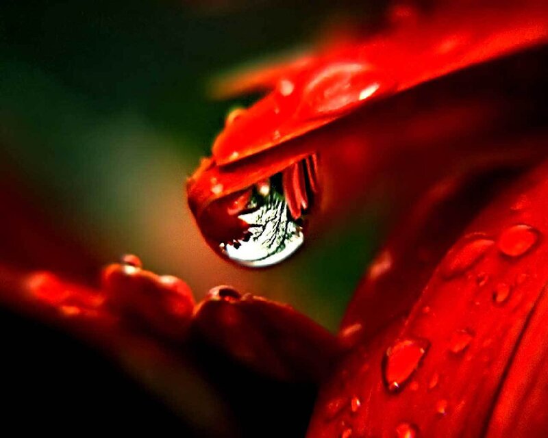 Red Flower with Water Droplet — Dramatic
