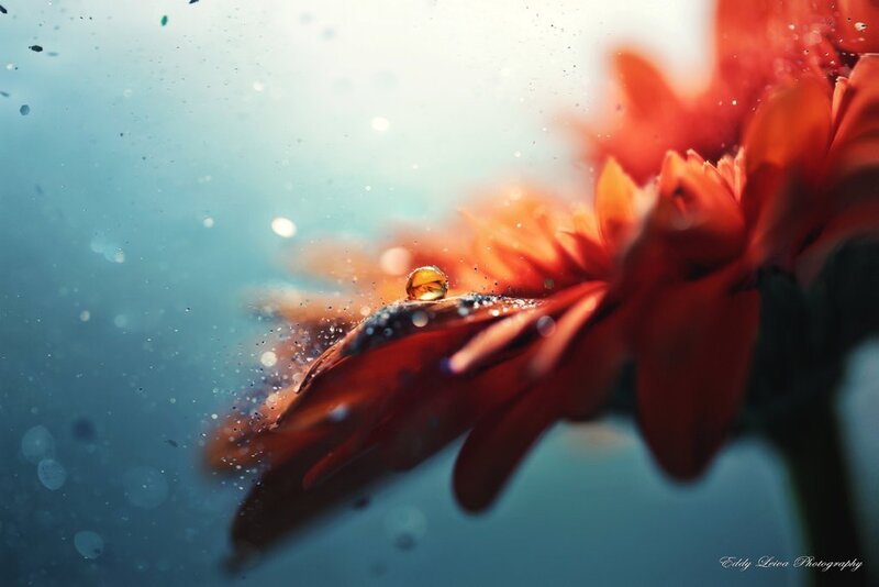 Red Flower with Water Droplet — Serene, Photograph