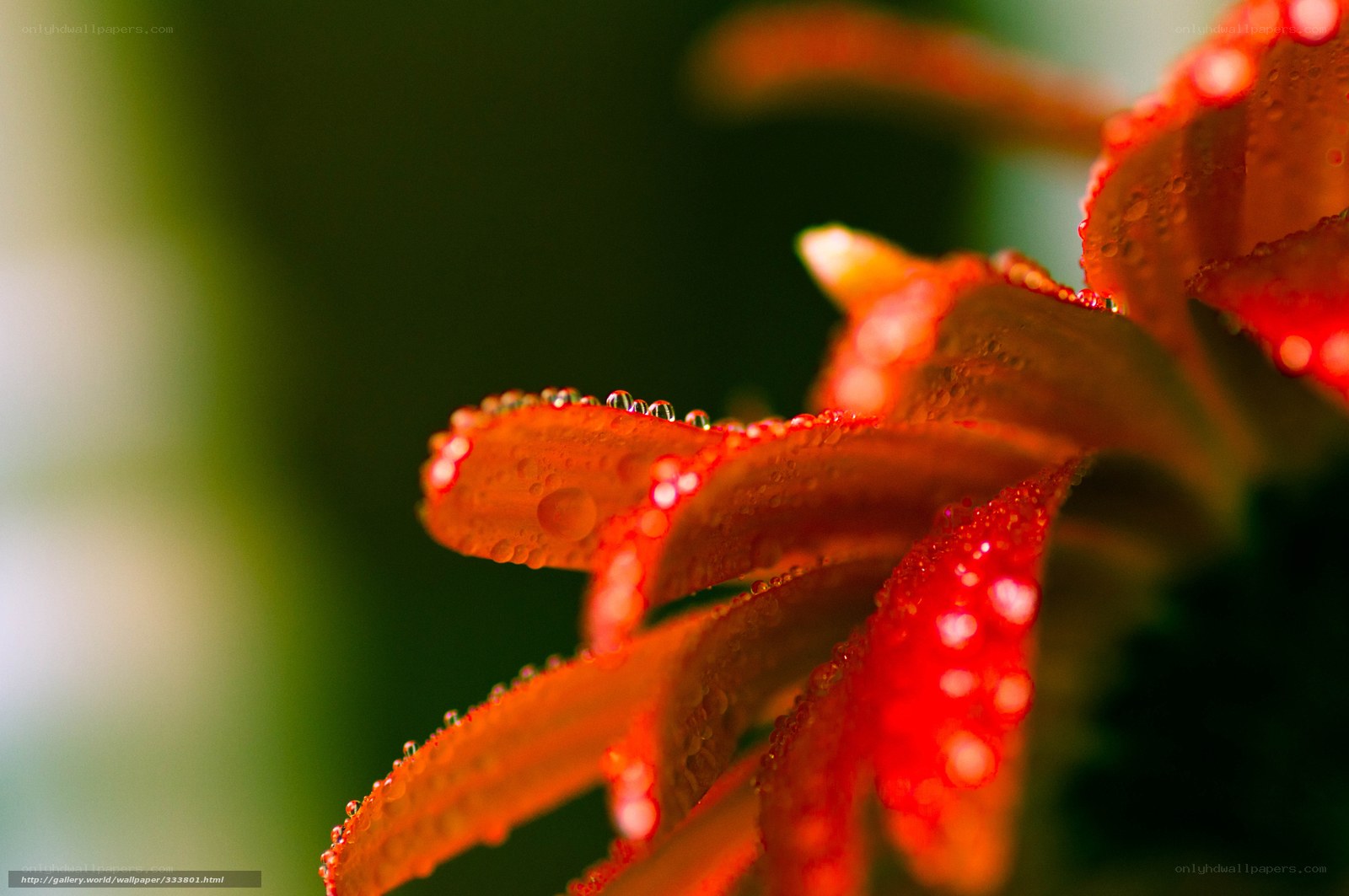 Red flower with water droplets