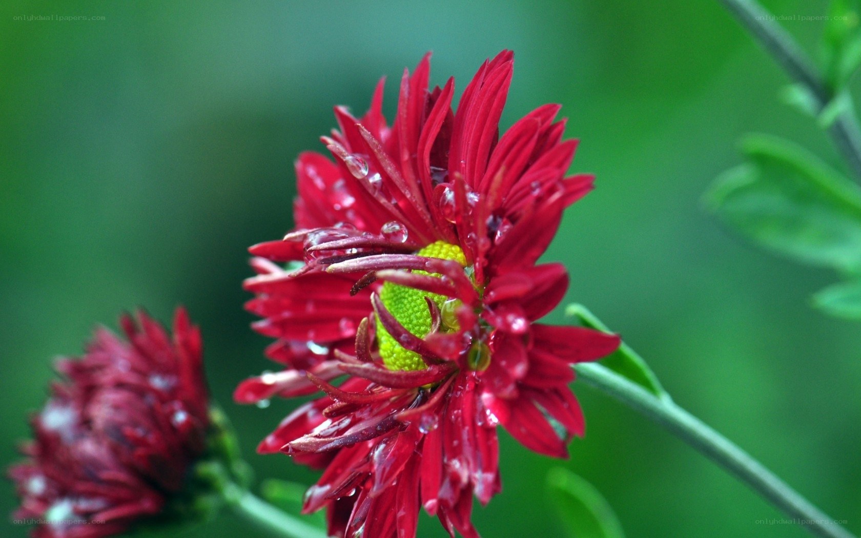 Red flower with water droplets