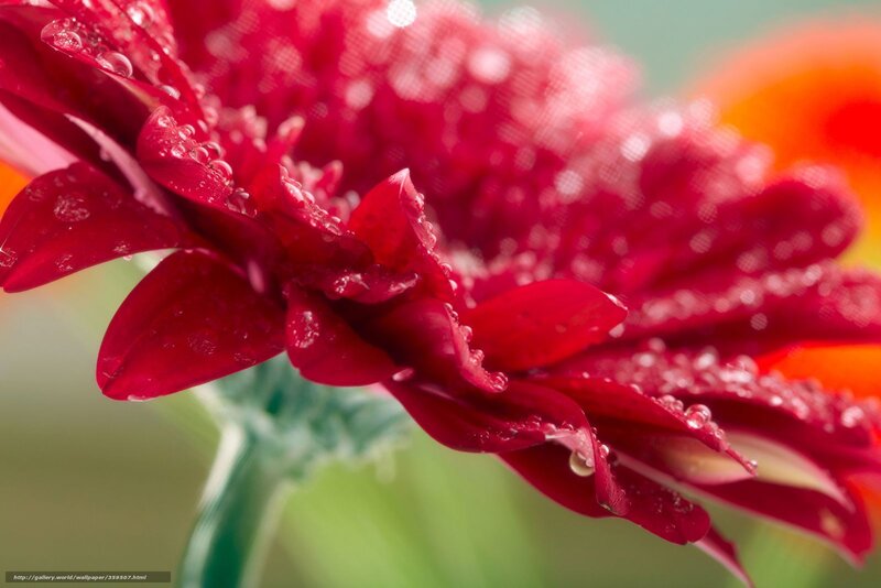 Red flower with water droplets