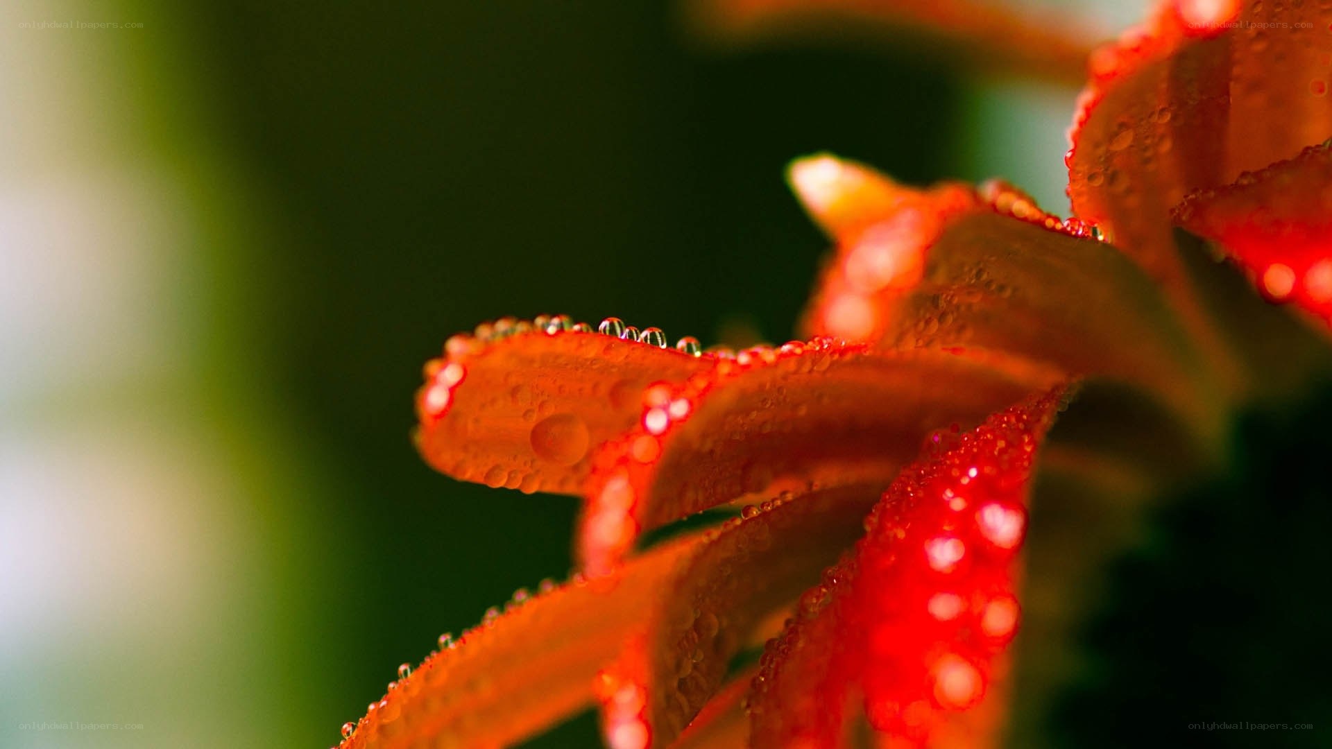 Red flower with water droplets