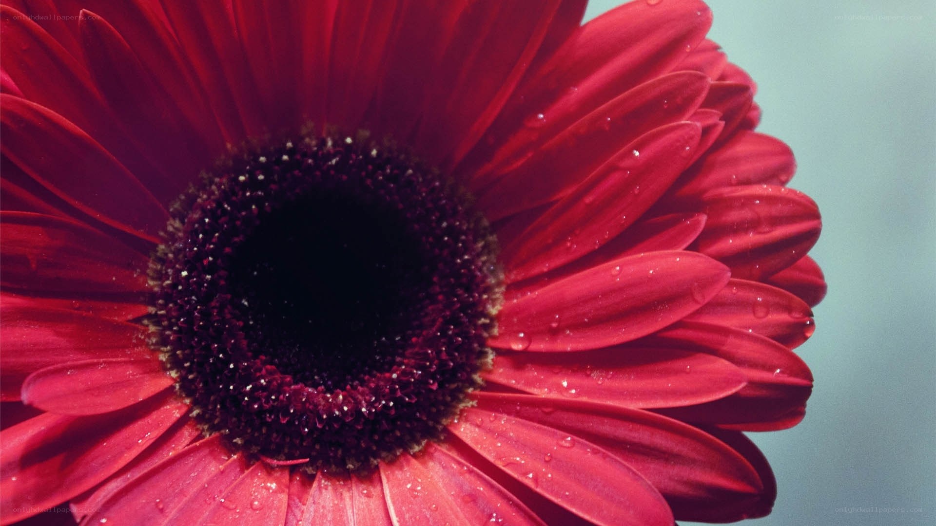 Red flower with water droplets