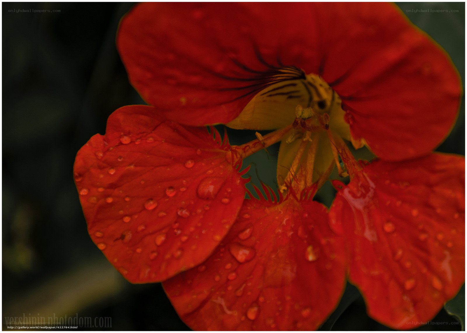 Red flower with water droplets