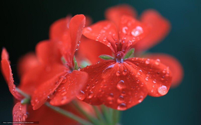 Red flower with water droplets