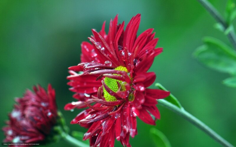 Red flower with water droplets