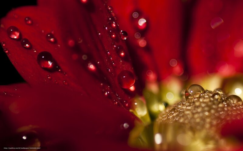 Red flower with water droplets