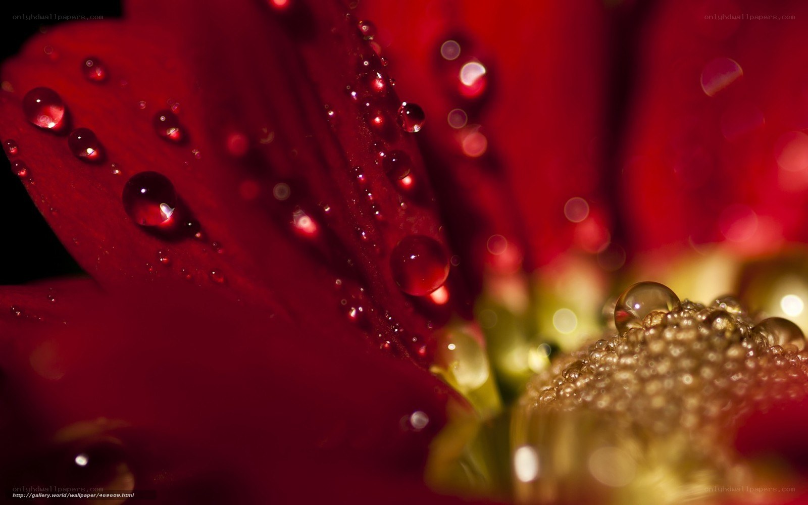 Red flower with water droplets