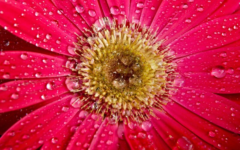Red flower with water droplets
