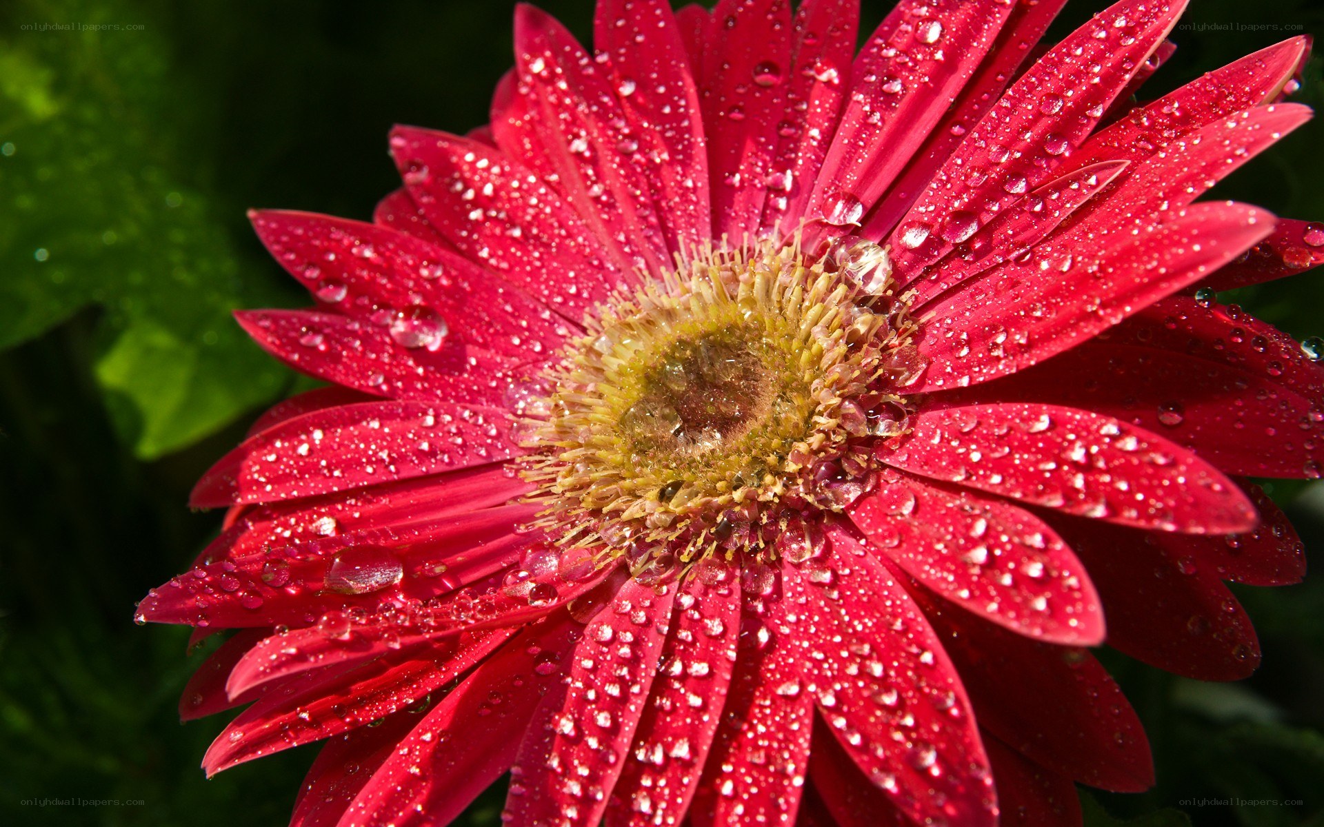 Red flower with water droplets