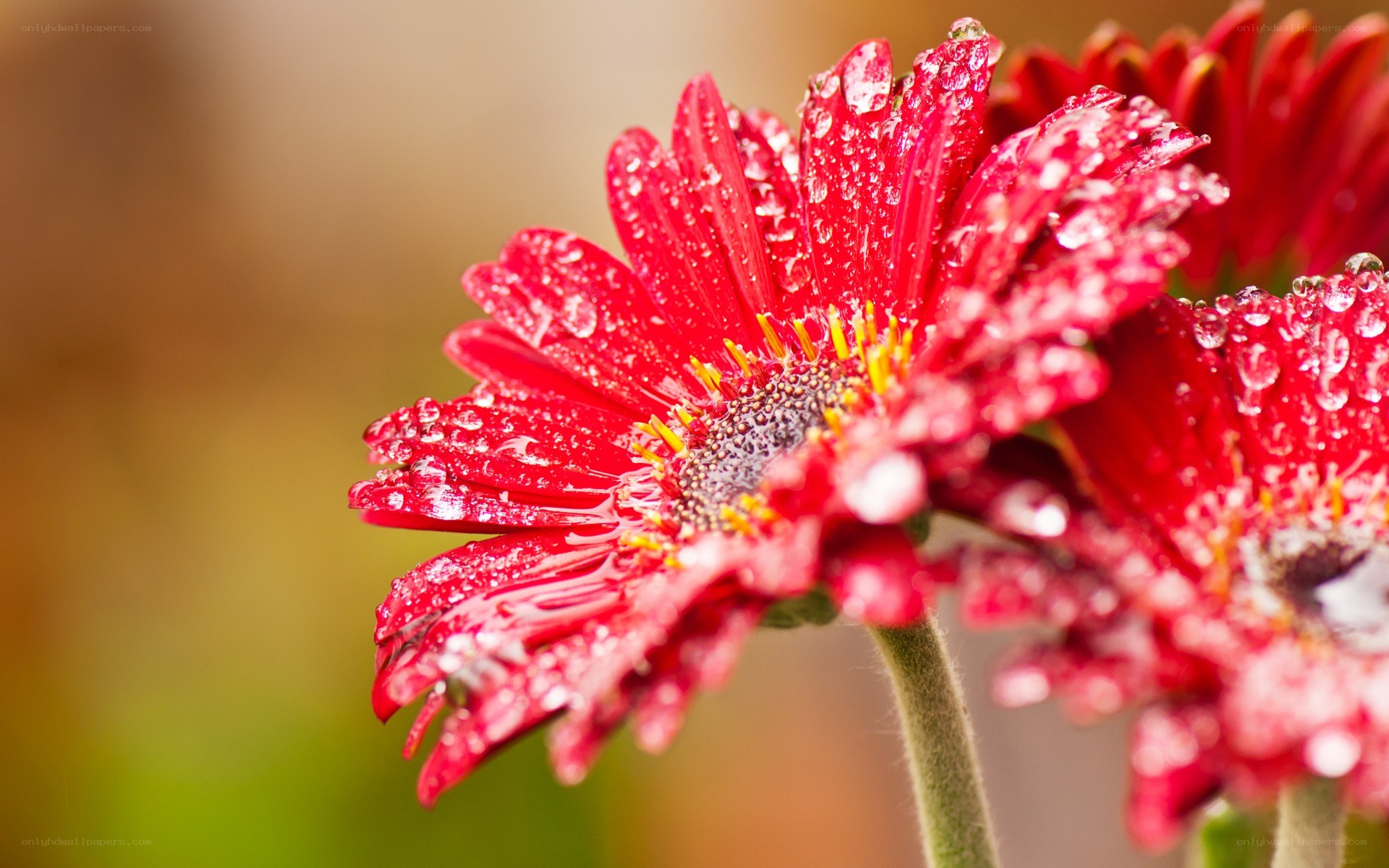 Red flower with water droplets