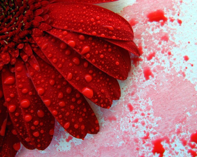Red flower with water droplets