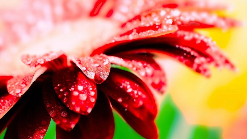 Red flower with water droplets