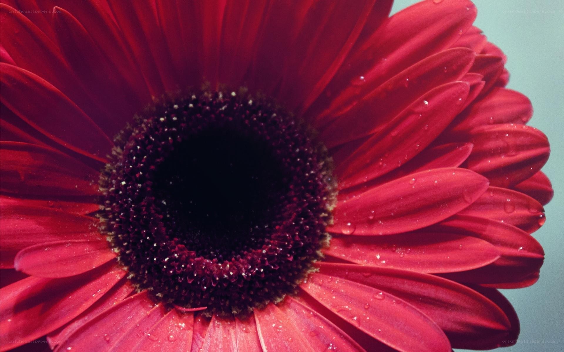 Red flower with water droplets