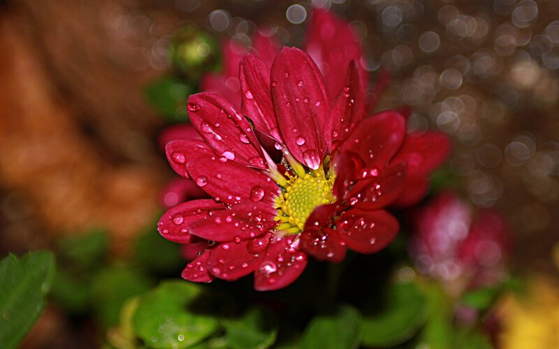 Red flower with water droplets