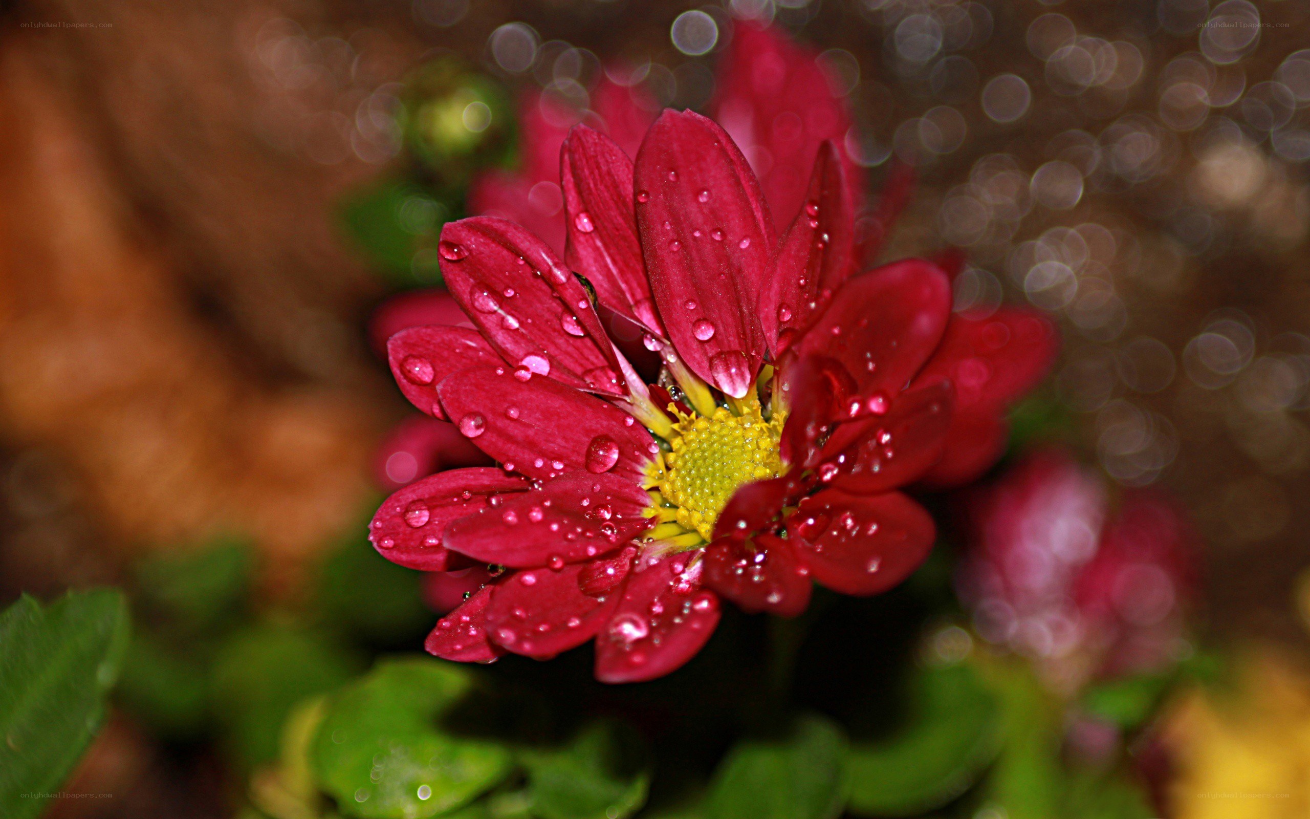 Red flower with water droplets