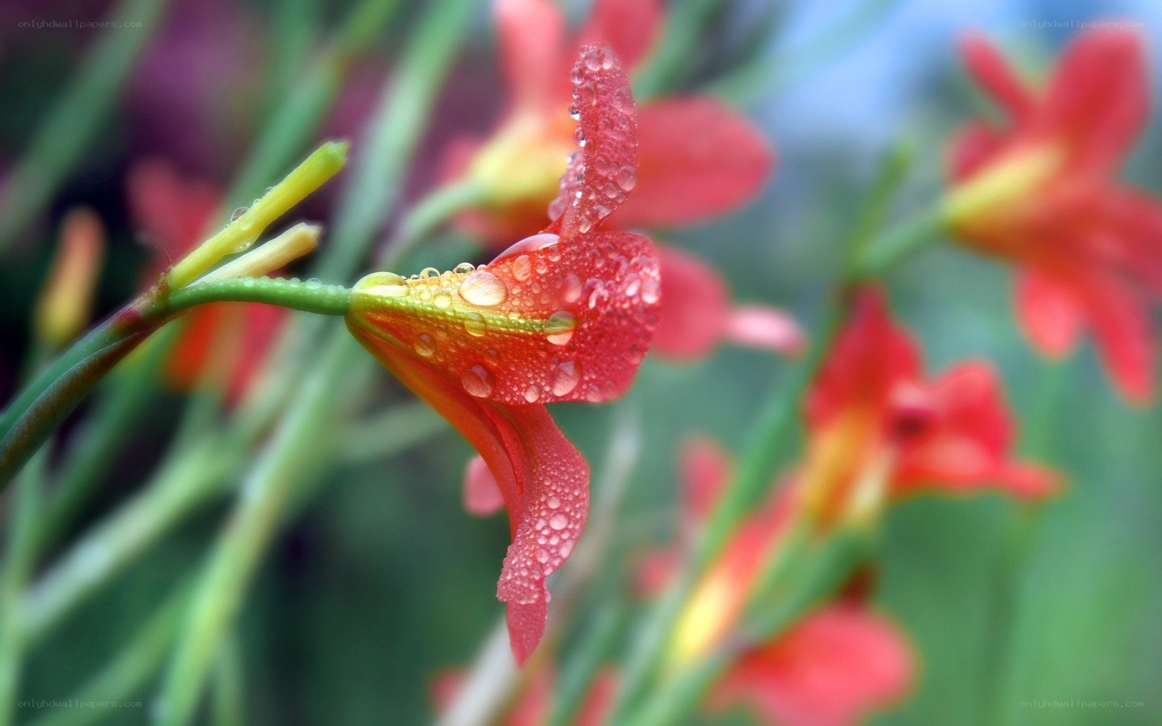 Red flower with water droplets