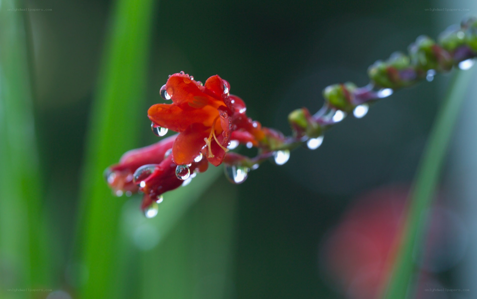 Red flower with water droplets