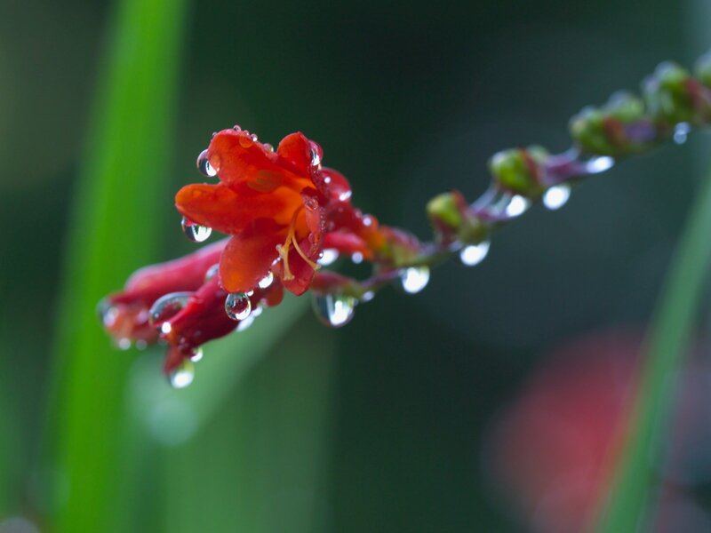 Red flower with water droplets