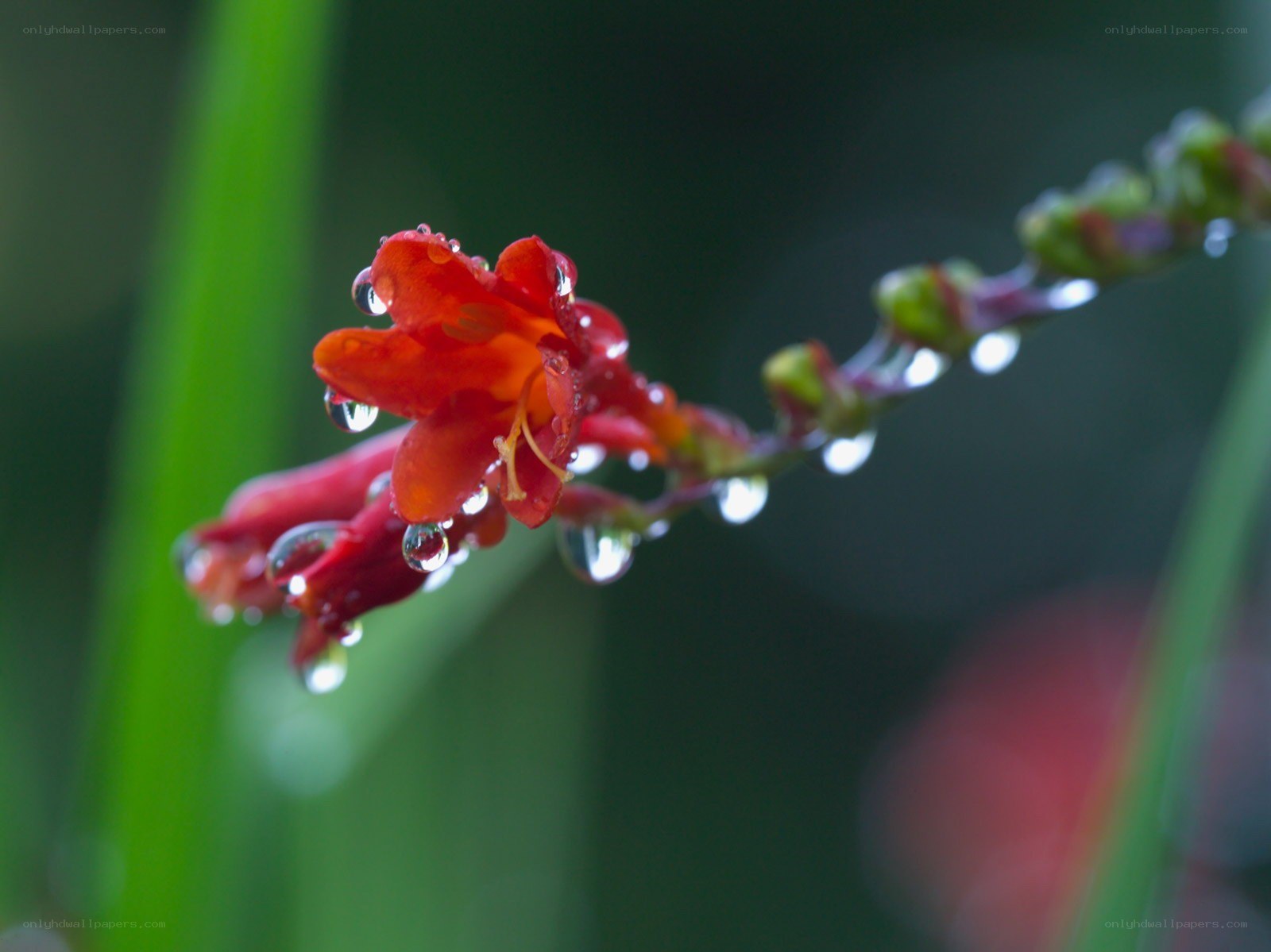 Red flower with water droplets
