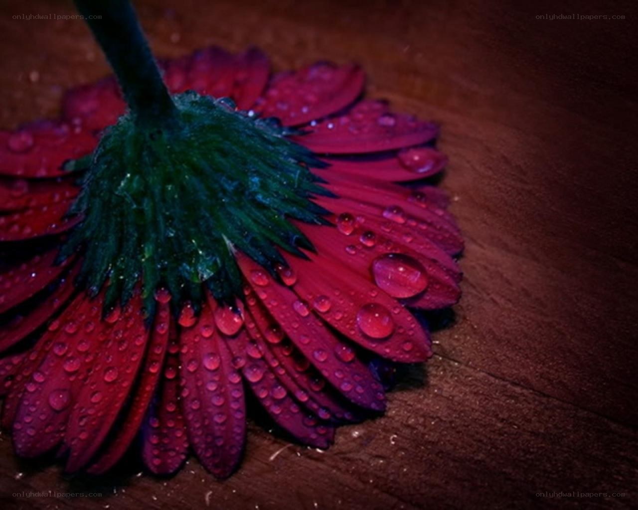 red flower with water droplets