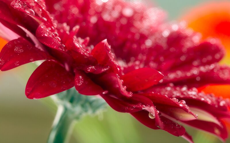 Red flower with water droplets