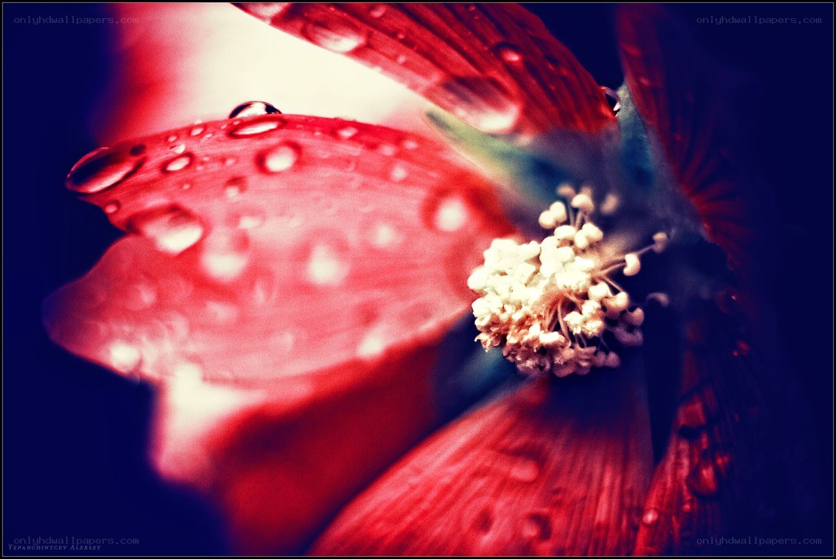 Red flower with water droplets