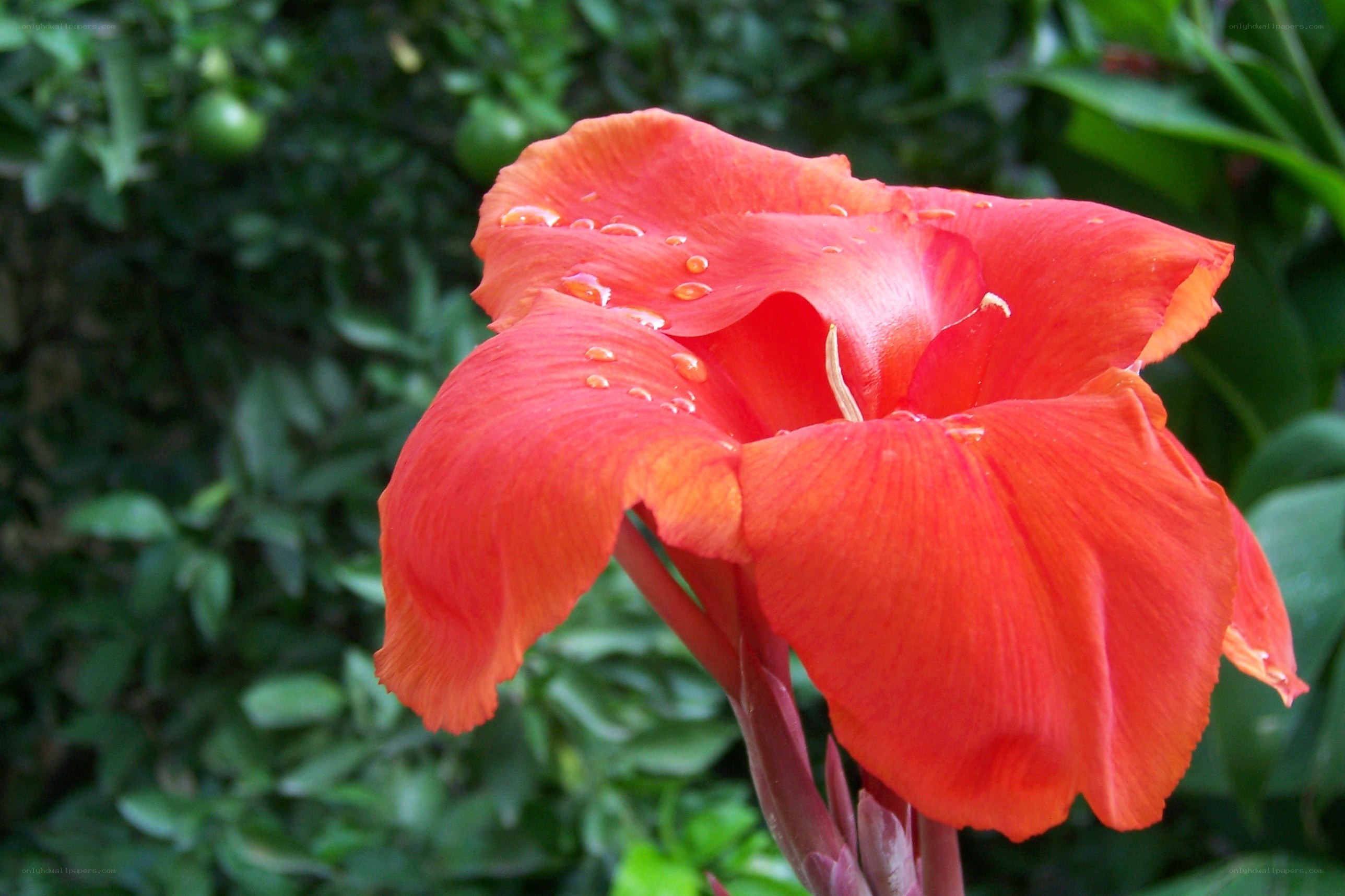 Red flower with water droplets