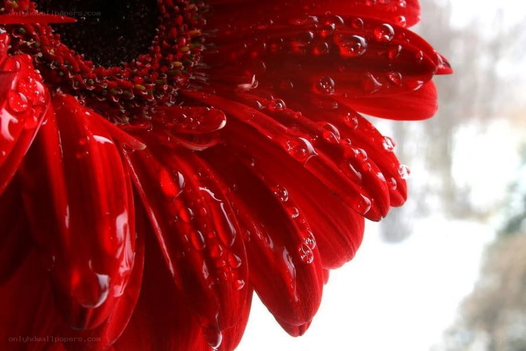 Red flower with water droplets