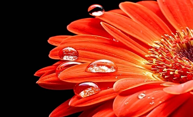 Red flower with water droplets