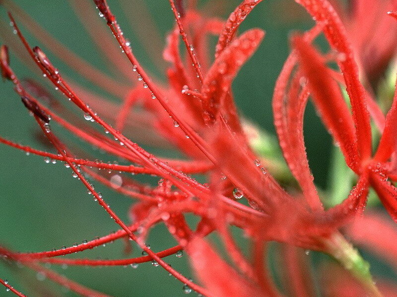 Red flower with water droplets