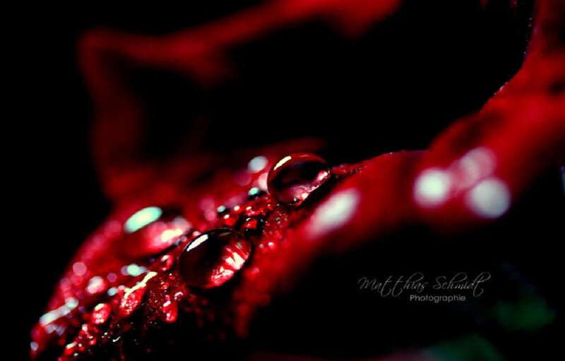 Red flower with water droplets