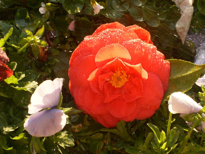 Red flower with water droplets
