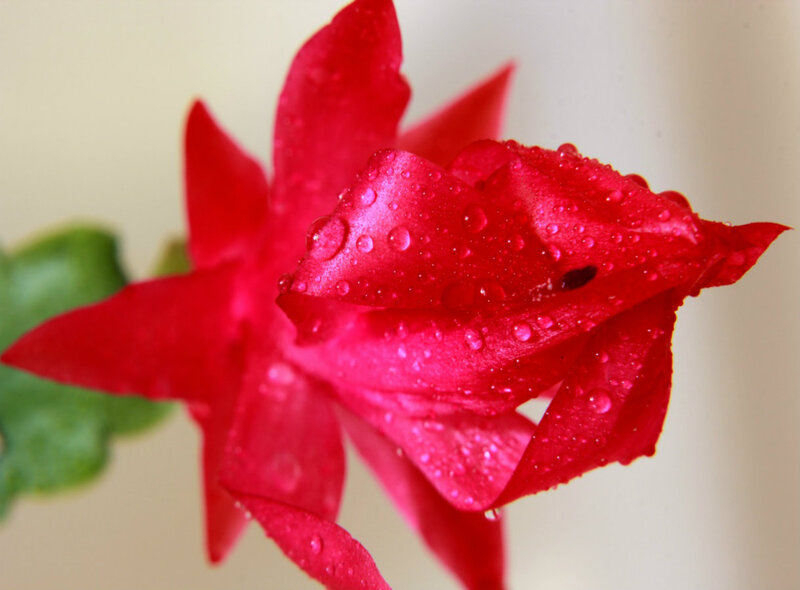 Red Flower with Water Droplets — Calm, Photograph