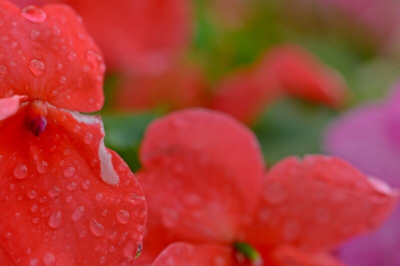 Red Flower with Water Droplets — Calm, Photograph, Water Droplets