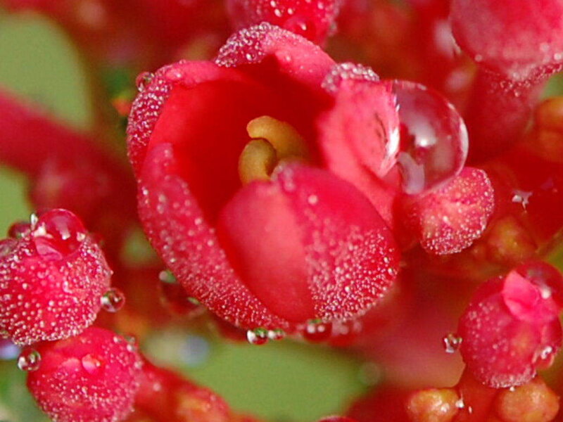 Red Flower with Water Droplets — Damp