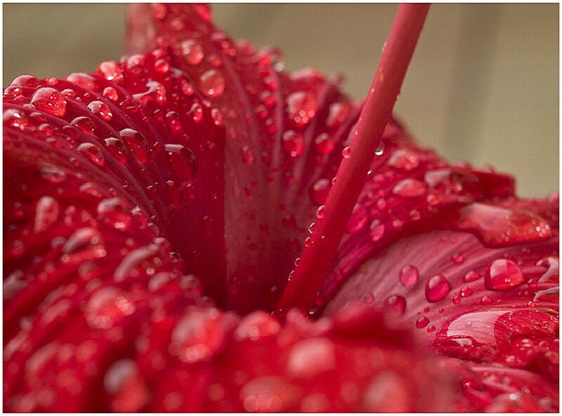 Red Flower with Water Droplets — Detailed
