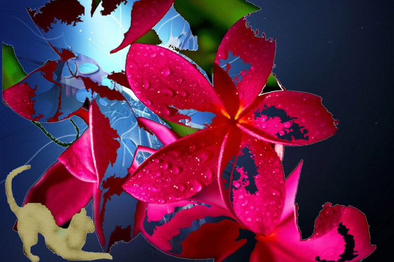 Red Flower with Water Droplets — Dramatic, Digital Art, Cat Silhouette