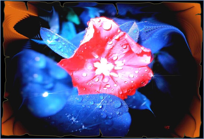 Red Flower with Water Droplets — Dramatic, Digital Art
