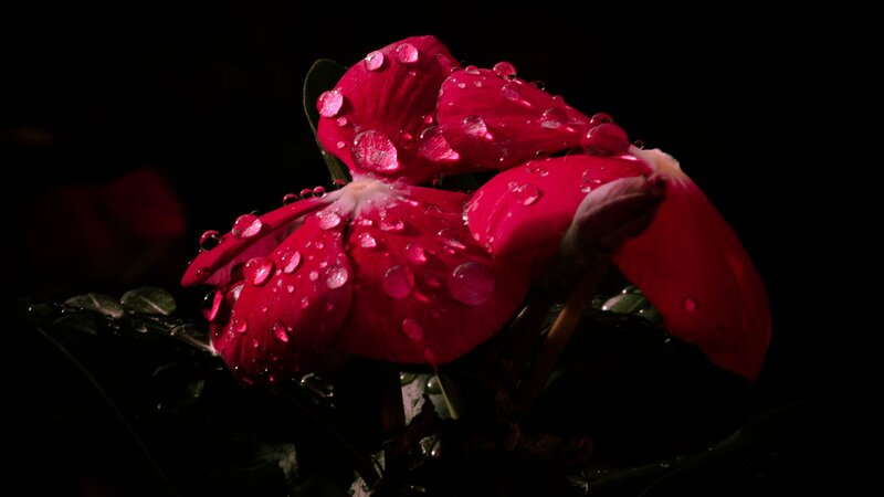 Red Flower with Water Droplets — Dramatic, Night